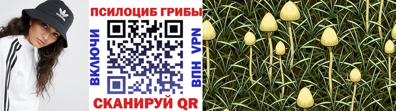 дарк нет формула  Самара  Псилоцибиновые грибы Psilocybe 